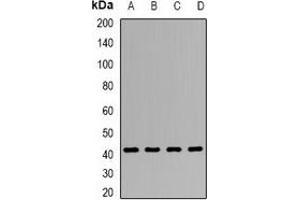 Western blot analysis of Clusterin expression in HepG2 (A), SW480 (B), Hela (C), mouse liver (D) whole cell lysates.