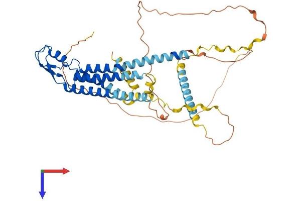 GJC2 Protein (AA 1-439) (His tag)