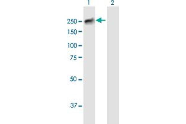 BCORL1 antibody  (AA 1-1711)