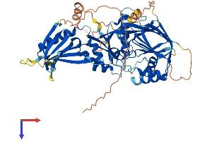 CERKL Protein (AA 1-558) (His tag)