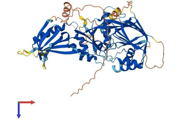 CERKL Protein (AA 1-558) (His tag)