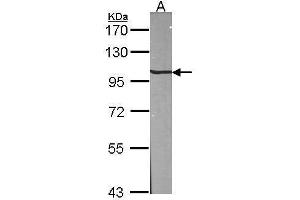 WB Image Sample (30 ug of whole cell lysate) A:NIH-3T3 7. (AP2B1 Antikörper  (Internal Region))