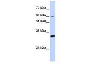Image no. 1 for anti-Leucine Rich Repeat Containing 57 (LRRC57) (N-Term) antibody (ABIN6741353) (LRRC57 Antikörper  (N-Term))