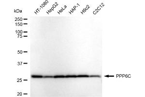 Western blotting analysis using PPP6C antibody (ABIN7800031).