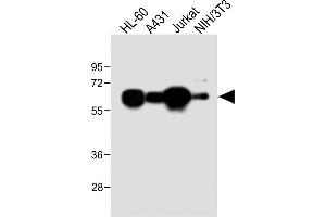 All lanes : Anti-METTL14 Antibody (N-Term) at 1:2000 dilution Lane 1: HL-60 whole cell lysate Lane 2: A431 whole cell lysate Lane 3: Jurkat whole cell lysate Lane 4: NIH/3T3 whole cell lysate Lysates/proteins at 20 μg per lane. (METTL14 Antikörper  (AA 2-36))
