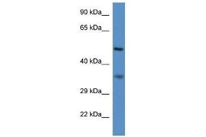 Western Blot showing Pxmp3 antibody used at a concentration of 1. (PEX2 Antikörper  (N-Term))