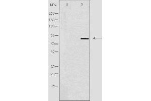 Western blot analysis of extracts from K562 cells using SLC6A1 antibody. (SLC6A1 Antikörper  (Internal Region))