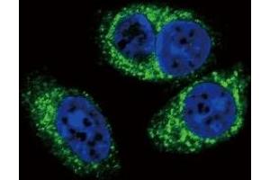 Immunofluorescence (IF) image for anti-Transforming Growth Factor, beta 2 (TGFB2) antibody (ABIN3029221)