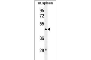 NSUN3 Antibody (N-term) (ABIN655234 and ABIN2844838) western blot analysis in mouse spleen tissue lysates (35 μg/lane).