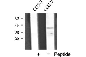 Western blot analysis of VEGFD expression in COS-7 cells