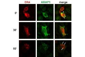 Colocalization of ARAP1 with DR4 at the plasma membrane and in early endosomes. (ARAP1 Antikörper  (AA 1190-1450))