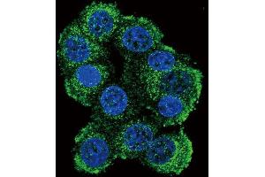 Immunofluorescence (IF) image for anti-FK506 Binding Protein 1B, 12.6 KDa (FKBP1B) antibody (ABIN3003540)