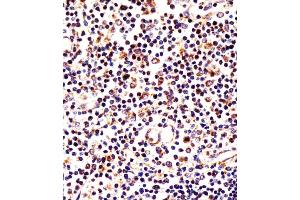 Antibody staining LAG3 in human thymus tissue sections by Immunohistochemistry (IHC-P - paraformaldehyde-fixed, paraffin-embedded sections). (LAG3 Antikörper  (AA 103-132))
