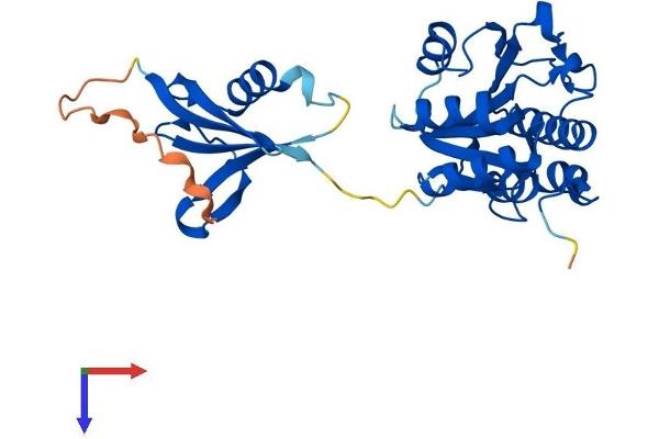 ISOC1 Protein (AA 1-298) (His tag)