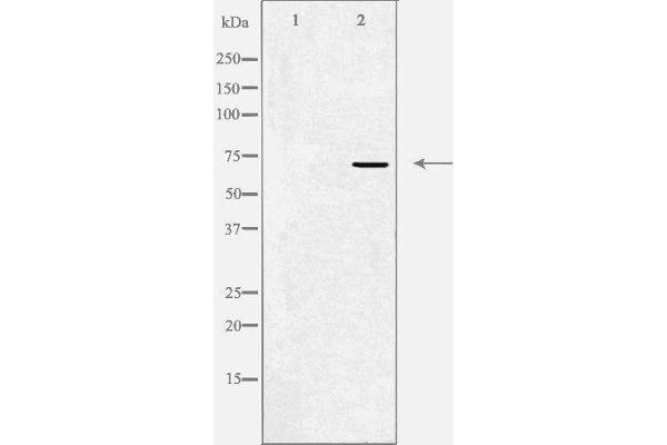 KCND1 Antikörper  (C-Term)