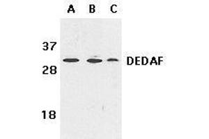 Immunohistochemical staining of DEDAF in mouse liver tissue with DEDAF antibody at 10μg/ml. (RYBP Antikörper)
