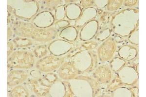 Immunohistochemistry of paraffin-embedded human kidney tissue using ABIN7176113 at dilution of 1:100 (ZNF133 Antikörper  (AA 1-210))