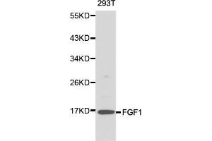 Western blot analysis of 293T cell lysate using FGF1 antibody. (FGF1 Antikörper  (AA 16-155))
