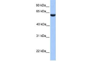 WB Suggested Anti-PHF1 Antibody Titration:  0. (PHF1 Antikörper  (N-Term))