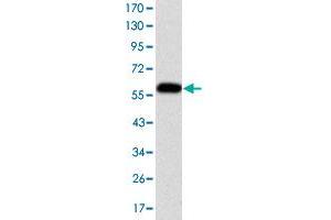 Western blot analysis using FGG monoclonal antibody, clone 5A6  against human FGG (aa 210-437) recombinant protein.