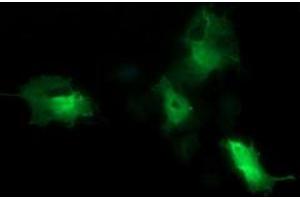 Image no. 5 for anti-Cell Division Cycle 123 Homolog (CDC123) antibody (ABIN1497389) (CDC123 Antikörper)