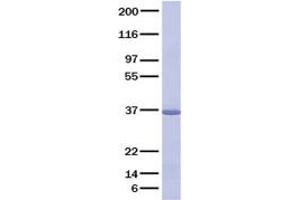 Glu-C protein