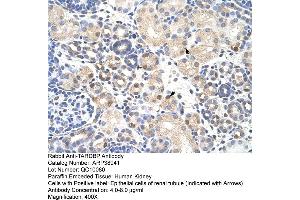 Immunohistochemistry (IHC) image for anti-TAR DNA Binding Protein (TARDBP) (N-Term) antibody (ABIN2780848)
