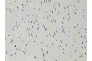 Immunohistochemistry of paraffin-embedded rat heart using LMNB1 antibody (ABIN5970980) at dilution of 1/100 (40x lens). (Lamin B1 Antikörper)