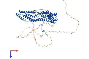 Bestrophin 1 Protein (BEST1) (AA 1-585) (His tag)