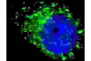 Immunofluorescence (IF) image for anti-APG8a,b antibody (ABIN2995751) (APG8a,b Antikörper)