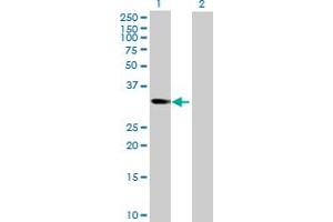 Western Blot analysis of NT5C3 expression in transfected 293T cell line by NT5C3 MaxPab polyclonal antibody.