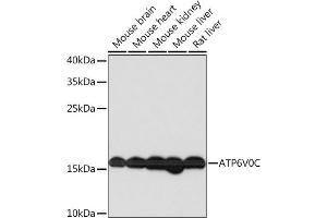 ATP6V0C Antikörper  (AA 1-100)