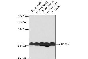 Western blot analysis of extracts of various cell lines, using V0C Rabbit pAb  at 1:1000 dilution. (ATP6V0C Antikörper  (AA 1-100))