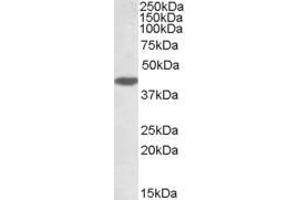 ABIN184638 (1µg/ml) staining of HeLa lysate (35µg protein in RIPA buffer). (DUSP1 Antikörper  (C-Term))