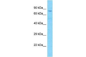 Host:  Rabbit  Target Name:  LONRF1  Sample Type:  Lymph Node Tumor lysates  Antibody Dilution:  1. (LONRF1 Antikörper  (C-Term))