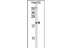 UBE2NL Antibody (N-term) (ABIN656527 and ABIN2845793) western blot analysis in HepG2 cell line lysates (35 μg/lane). (UBE2NL Antikörper  (N-Term))