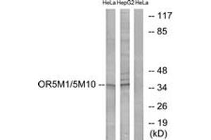 Western blot analysis of extracts from HeLa/HepG2 cells, using OR5M1/5M10 Antibody. (OR5M1/5M10 Antikörper  (AA 230-279))