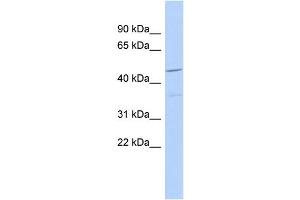 WB Suggested Anti-FAM81A Antibody Titration: 0. (FAM81A Antikörper  (N-Term))