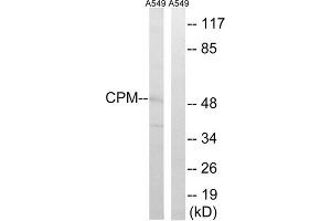 Western blot analysis of extracts from A549 cells, using CPM antibody. (CPM Antikörper  (Internal Region))
