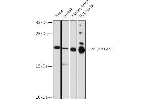 Western blot analysis of extracts of various cell lines, using P23/P23/PTGES3 antibody  at 1:1000 dilution. (PTGES3 Antikörper  (AA 1-100))