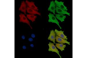 ABIN7095746 and ABIN7099808 staining HepG2 cells by IF/ICC.