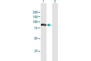 Western Blot analysis of TTC12 expression in transfected 293T cell line by TTC12 MaxPab polyclonal antibody. (TTC12 Antikörper  (AA 1-732))