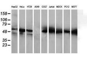 Image no. 2 for anti-Histone Deacetylase 1 (HDAC1) antibody (ABIN1498605)