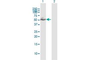 Western Blot analysis of GATA1 expression in transfected 293T cell line by GATA1 MaxPab polyclonal antibody. (GATA1 Antikörper  (AA 1-413))