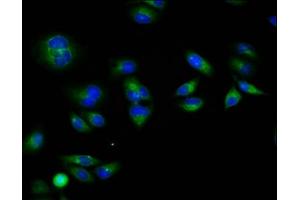 Immunofluorescence staining of Hela cells with ABIN7167656 at 1:133, counter-stained with DAPI.