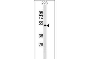 RCBTB1 Antibody (Center) (ABIN1538342 and ABIN2848507) western blot analysis in 293 cell line lysates (35 μg/lane).