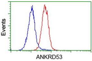 Image no. 4 for anti-Ankyrin Repeat Domain 53 (ANKRD53) (AA 1-300) antibody (ABIN1490723) (ANKRD53 Antikörper  (AA 1-300))
