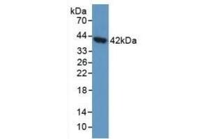 Detection of AGA in Human 293T Cells using Polyclonal Antibody to Aspartylglucosaminidase (AGA) (AGA Antikörper  (AA 28-245))