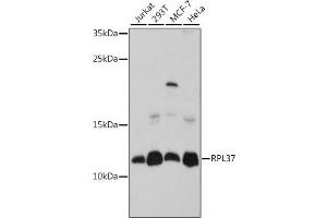 Western blot analysis of extracts of various cell lines, using RPL37 antibody (ABIN7270008) at 1:1000 dilution. (RPL37 Antikörper  (AA 1-97))