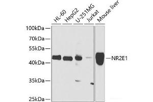 Western blot analysis of extracts of various cell lines using NR2E1 Polyclonal Antibody at dilution of 1:1000. (NR2E1 Antikörper)